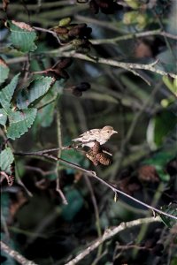 Pine Siskin photo