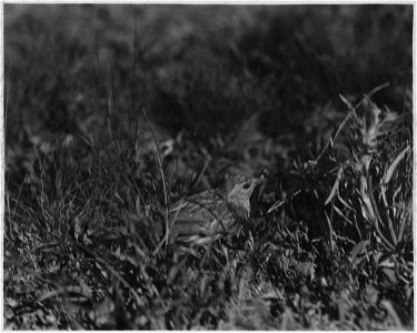 Young Sparrow in grass at V.T. Ranch. Markings not distinctive.