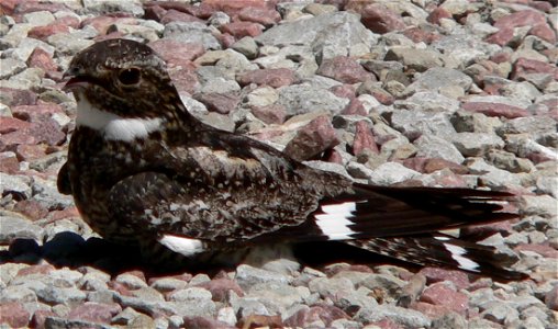 Common Nighthawk (Chordeiles minor) in Dakota City, Nebraska.  The bird was photographed at about noon on a hot day (about 80 degrees F, or about 26 C).  It was sitting on a crushed-rock pavement at g