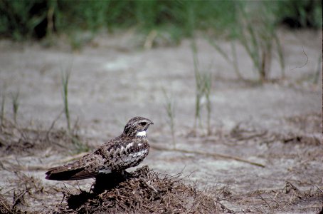 Common Nighthawk on clump of branches on sandy ground, viewed from side rear. photo