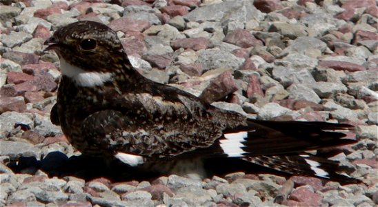 Common Nighthawk (Chordeiles minor) in Dakota City, Nebraska.  The bird was photographed at about noon on a hot day (about 80 degrees F, or about 26 C).  It was sitting on a crushed-rock pavement at g