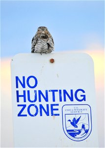 Common Nighthawk in Seedskadee NWR photo