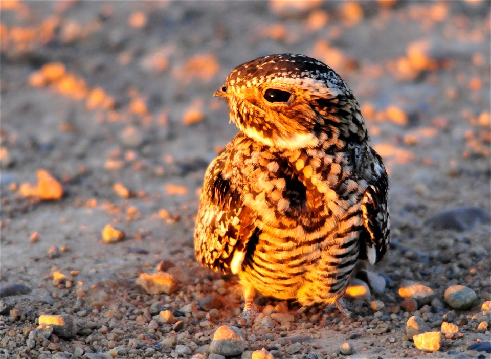 Photo: Tom Koerner/USFWS