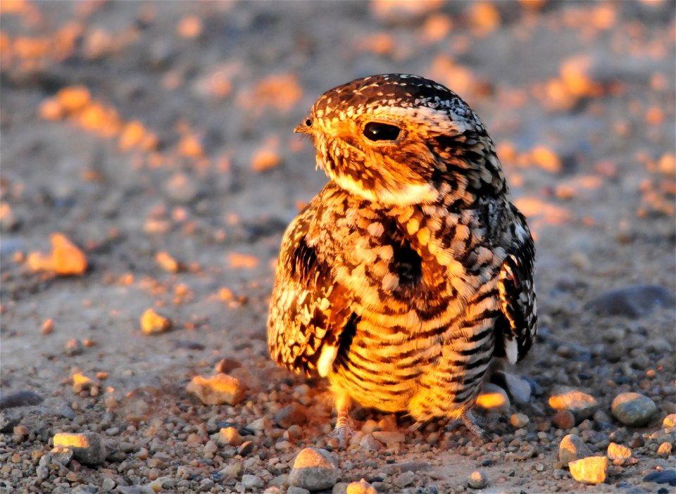 Photo: Tom Koerner/USFWS photo