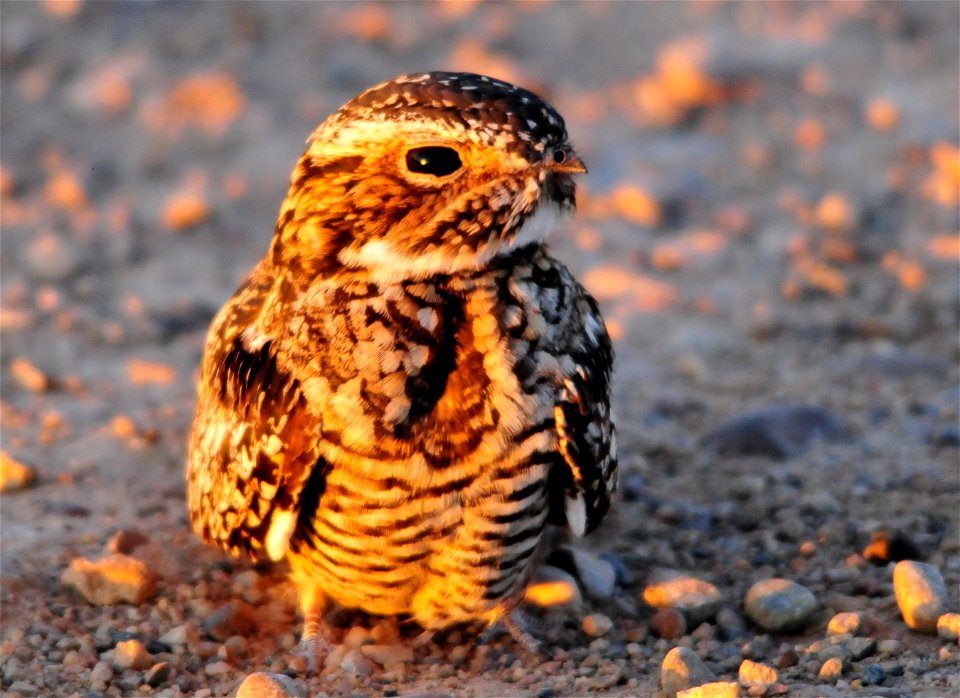 Photo: Tom Koerner/USFWS
