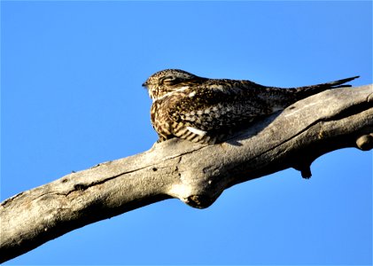 Just chillin......... Common nighthawks are most active from half an hour before until an hour after sunset, and again starting an hour before sunrise. They are very well camouflaged, and can be har photo
