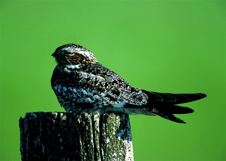 Common Night Hawk, Pawnee National Grassland
