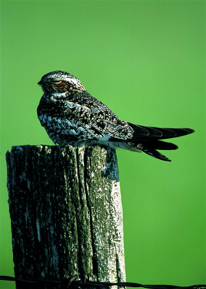 Common Night Hawk