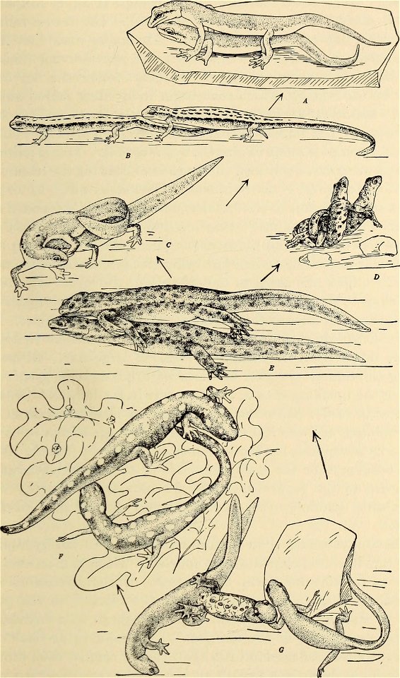 : The biology of the amphibia
Identifier: biologyofamphibi00nobl (find matches)
Year: 1931 (1930s)
Authors: Noble, Gladwyn Kingsley, 1894-1940
Subjects: Amphibians
Publisher: New York : McGraw-Hi