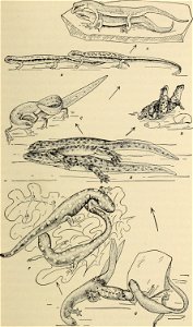 : The biology of the amphibia
Identifier: biologyofamphibi00nobl (find matches)
Year: 1931 (1930s)
Authors: Noble, Gladwyn Kingsley, 1894-1940
Subjects: Amphibians
Publisher: New York : McGraw-Hi