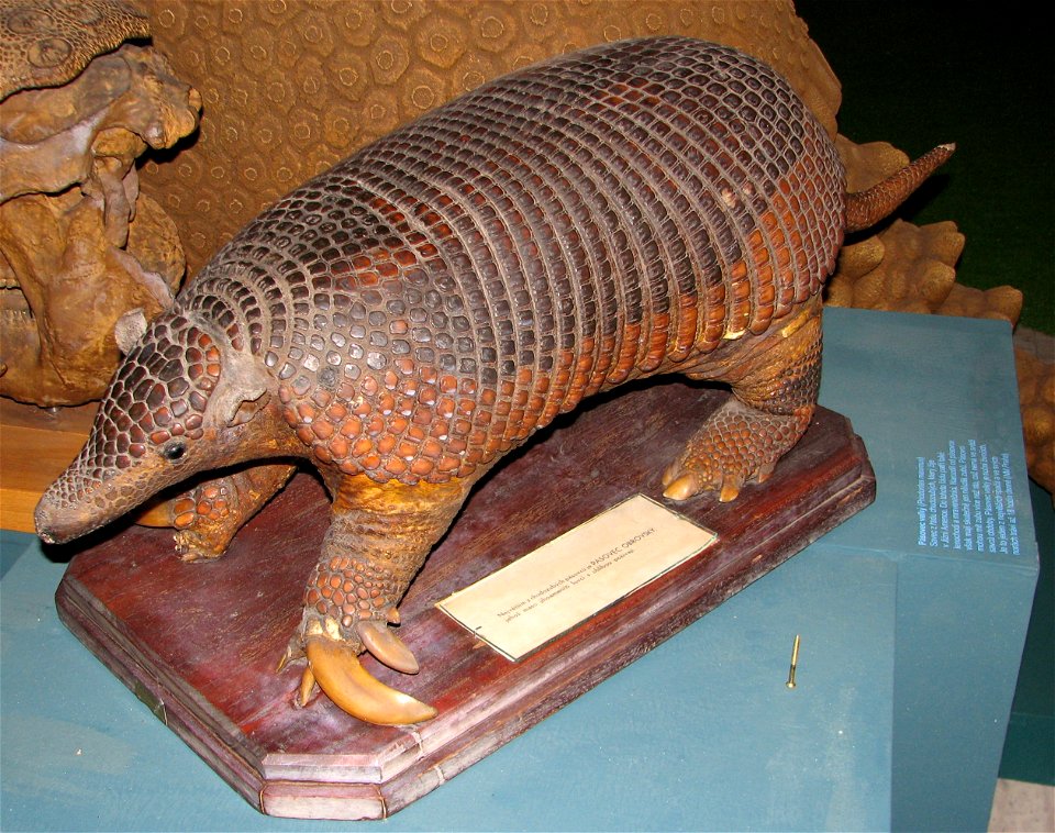 A stuffed specimen of the Giant Armadillo, photographed in Brno, borrowed from the National Museum in Prague
