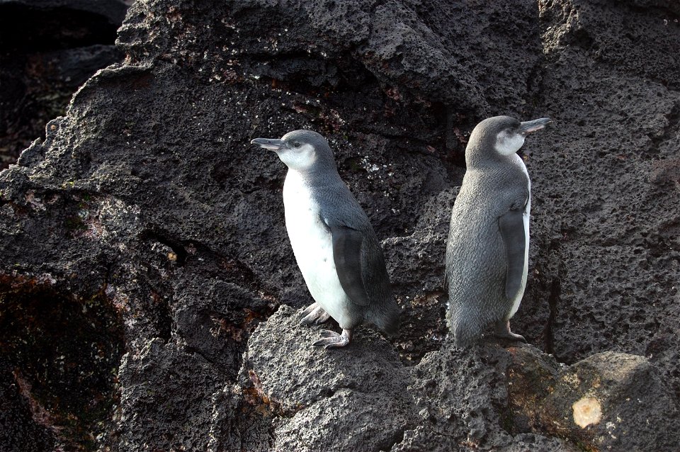 Galapagos penguins. Ecuador, Galapagos Islands.