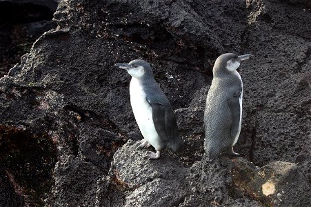 Galapagos penguins. Ecuador, Galapagos Islands. photo