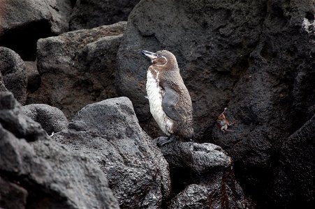 A Galapagos penguin in the Galapagos Islands, Ecuador.