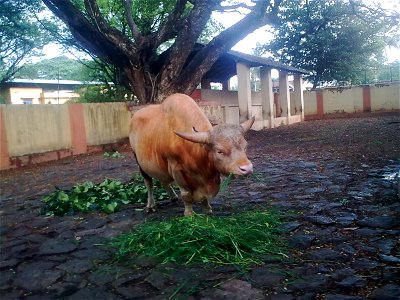 A gayal (Bos frontalis) in Trissur Zoo, Kerala, India photo