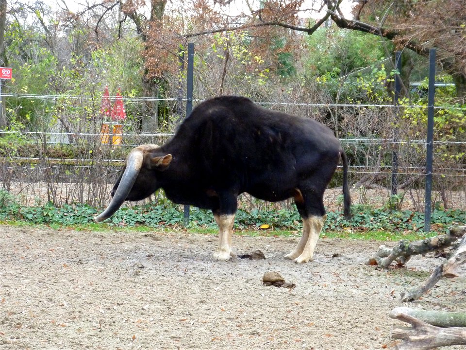 Gaur im Zoo Heidelberg