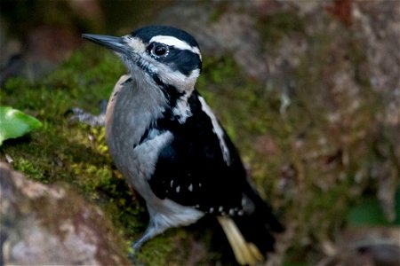 Hairy Woodpecker

You are free to use this image with the following photo credit: Peter Pearsall/U.S. Fish and Wildlife Service