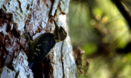 Hairy Woodpecker

You are free to use this image with the following photo credit: Peter Pearsall/U.S. Fish and Wildlife Service