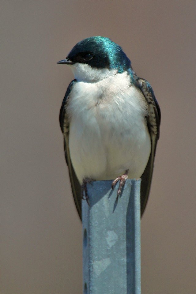 Tree swallow at Missisquoi National Wildlife Refuge

Credit: Ken Sturm/USFWS

http://www.fws.gov/northeast
http://www.facebook.com/usfwsnortheast

http://www.fws.gov/northeast/missisquoi/