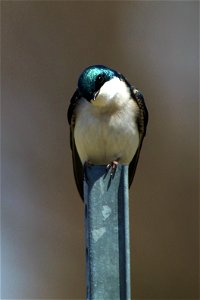 Tree Swallow at Missisquoi National Wildlife Refuge

Photo Credit: Ken Sturm/USFWS

http://www.fws.gov/northeast

http://www.fws.gov/northeast/missisquoi/