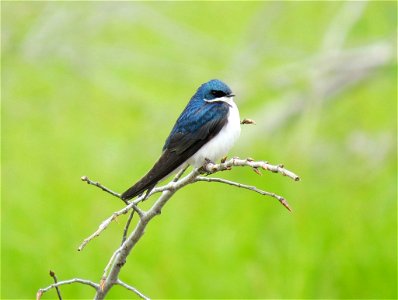 Photo by Jessica Bolser/USFWS.