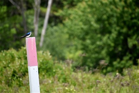 Tree Swallow on post