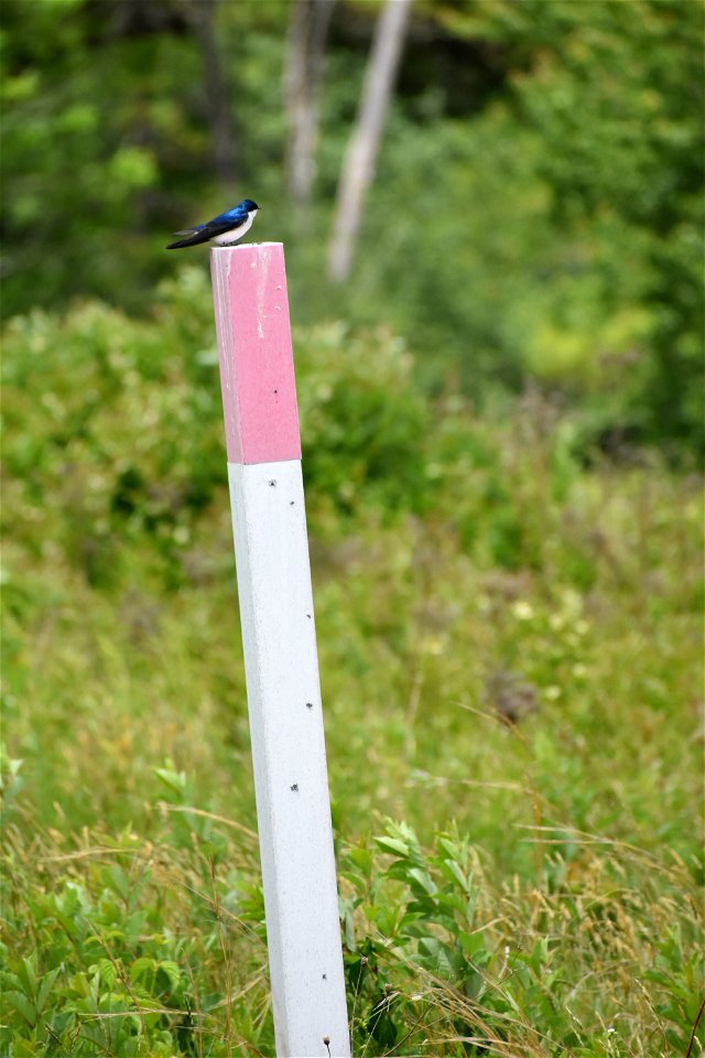 Tree swallow on post 2