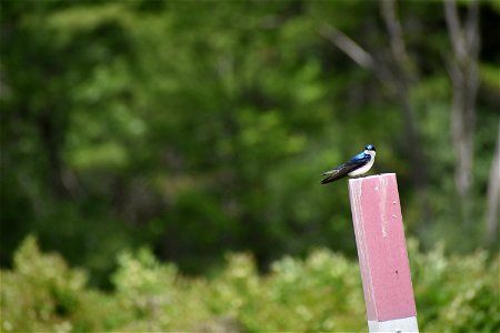 Tree Swallow on post 4
