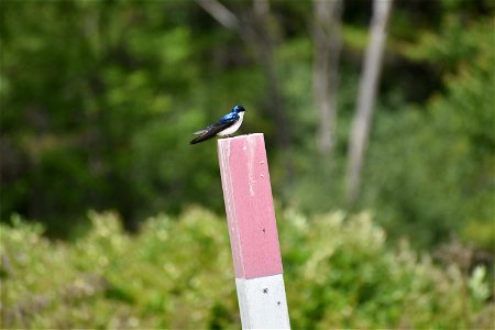 Tree swallow on post 3