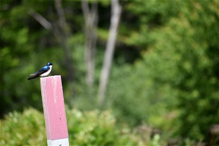 Tree Swallow on post 5