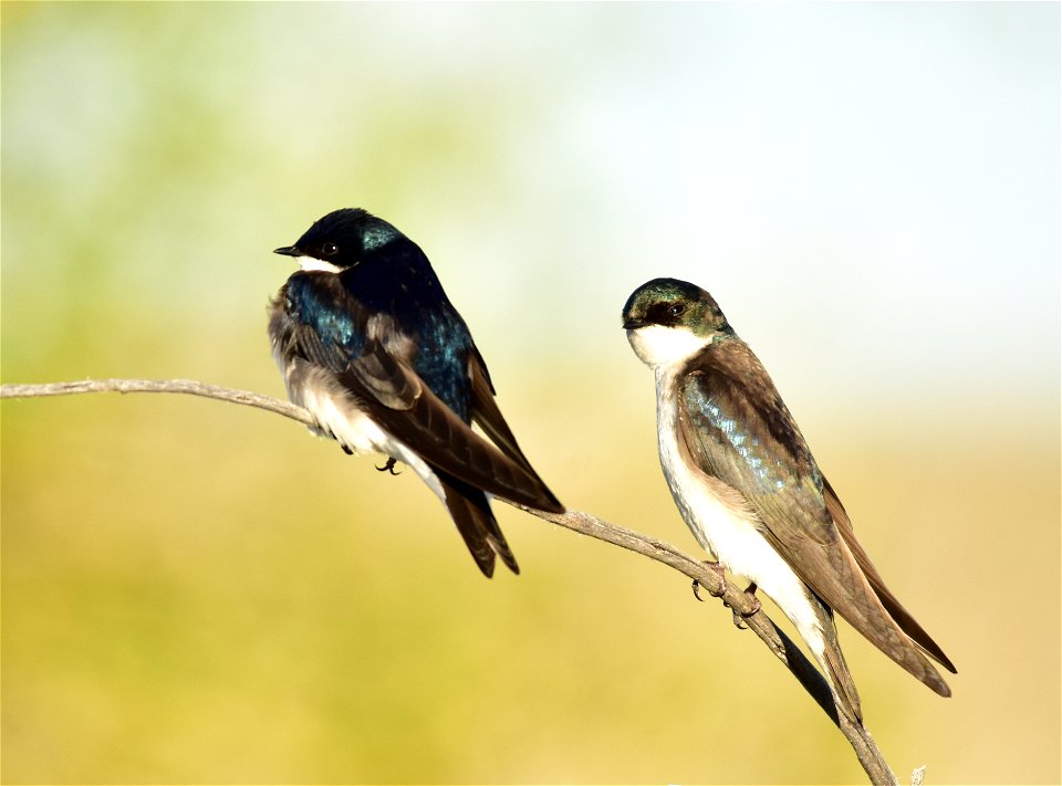 A pair of tree swallows soak up the sun on a cool morning at Seedskadee NWR.  Photo: Tom Koerner/USFWS