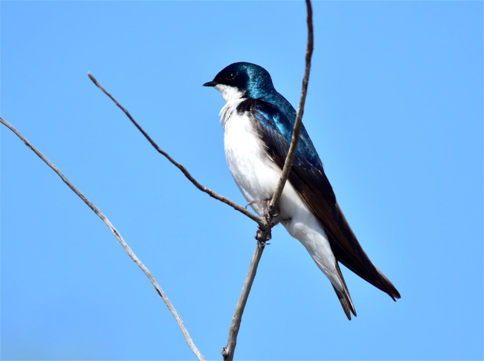 Photo: Tom Koerner/USFWS