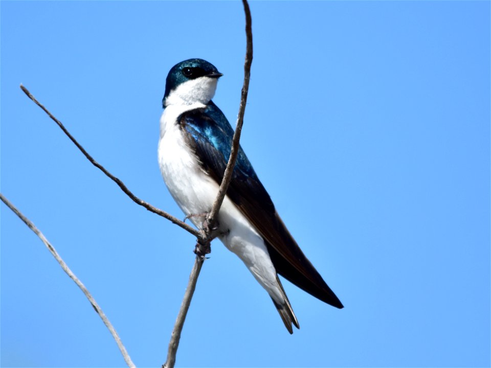 Photo: Tom Koerner/USFWS