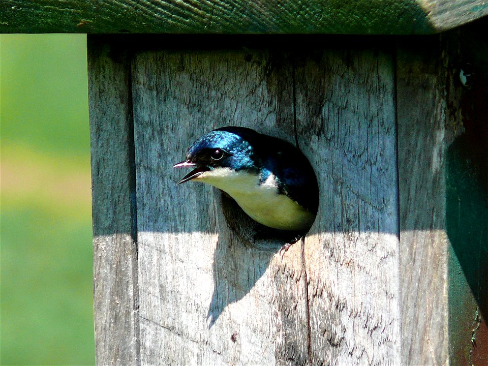 A female Tree Swallow (Tachycineta bicolor) in a nest box.Photo taken with a Panasonic Lumix DMC-FZ50 near the village of Valle Crucis in Watauga County, NC, USA.