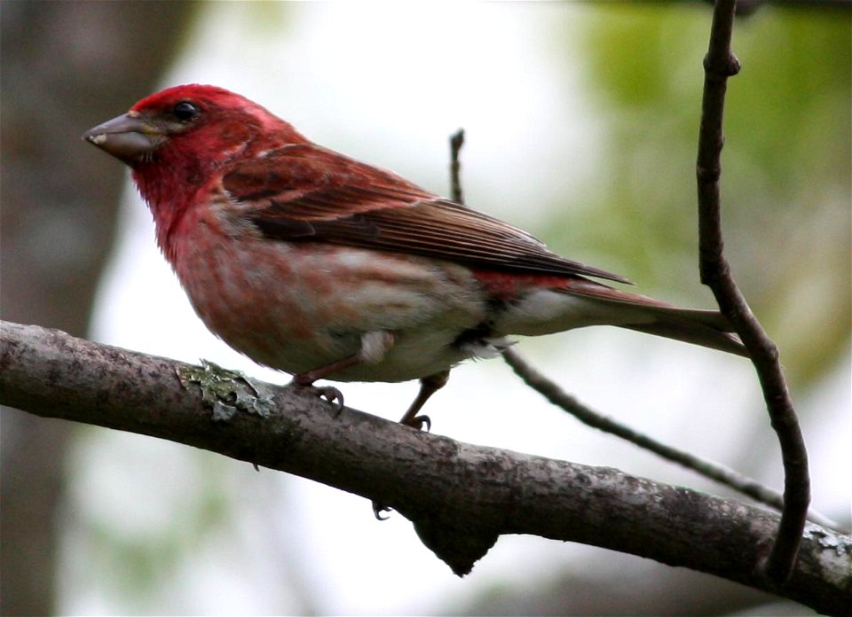 Carpodacus purpureus (purple finch) on a branch. Taken May 18, 2009 in Rindge, NH. Cropped from original version (see below).