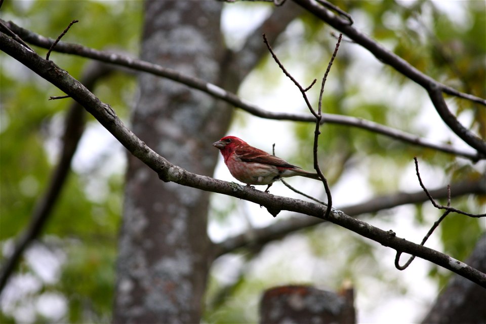 Carpodacus purpureus (purple finch) on a branch. Taken May 18, 2009 in Rindge, NH.