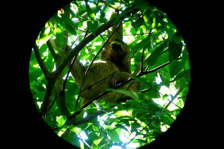 Three-toed-sloth at Manuel Antonio National Park - Costa Rica photo