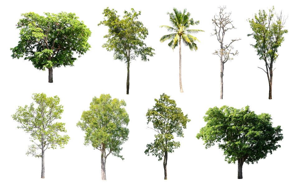 Green summer deciduous trees
