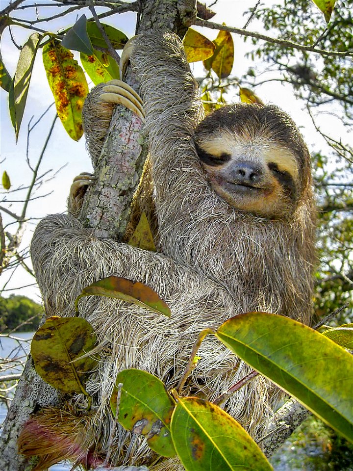 Three-toed-sloth (Bradypus variegatus), Lake Gatun, Republic of Panama.