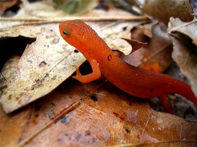 Red-spotted newt navigating over forest debris in Rindge, NH. photo