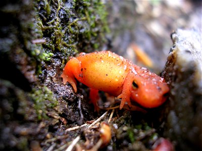 Red-spotted newt (terrestrial juvenile stage) navigating between two rocks after a rain storm.