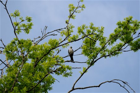 At Atchafalaya National Wildlife Refuge in Louisiana.
www.fws.gov/http://www.fws.gov/atchafalaya/

Photographer: Garry Tucker, USFWS.