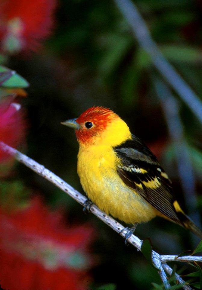 : Western Tanager (Piranga ludoviciana)