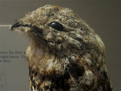 A Great Potoo (Nyctibius grandis) at the Field Museum