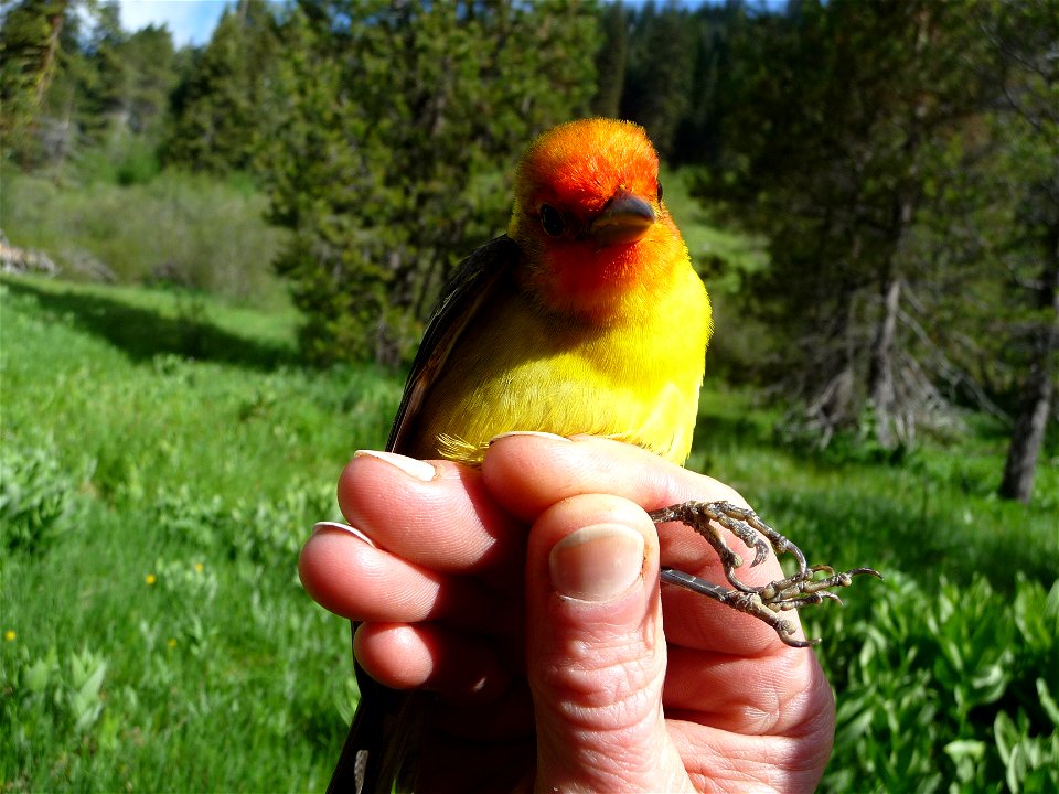 Western Tanager photo