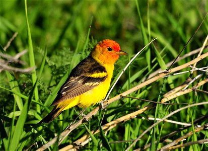 Photo: Tom Koerner/USFWS photo