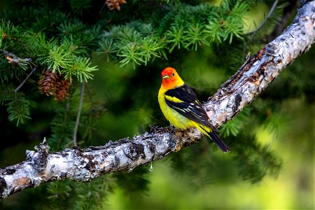 Western Tanager (Piranga ludoviciana) perched on a branch photo