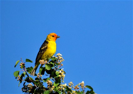 Photo: Tom Koerner/USFWS photo