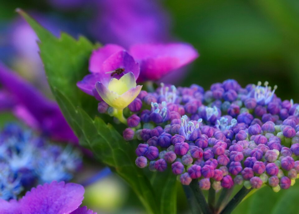 Flower nature macro photo