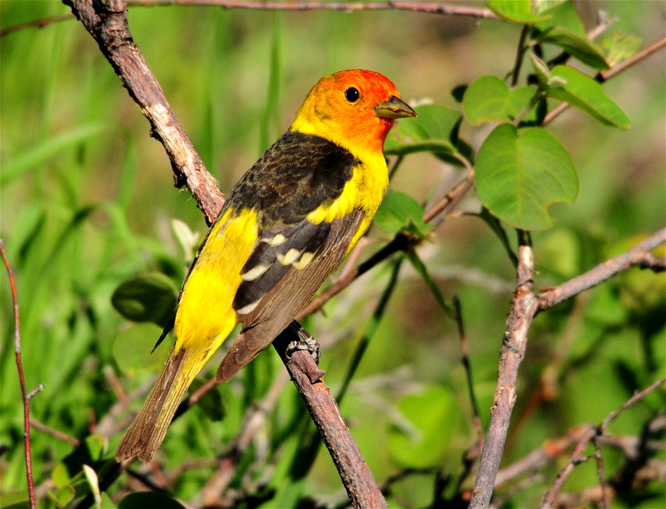 Photo: Tom Koerner/USFWS
